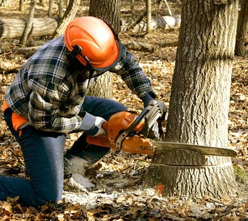 Tree Removal in Wind Ridge, PA